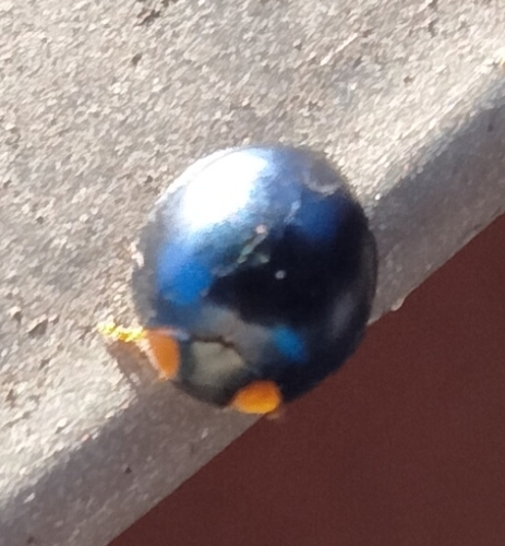 Metallic Blue Lady Beetle photo 6