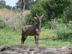 Damaliscus lunatus