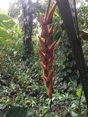 Heliconia vellerigera