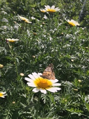 Vanessa cardui