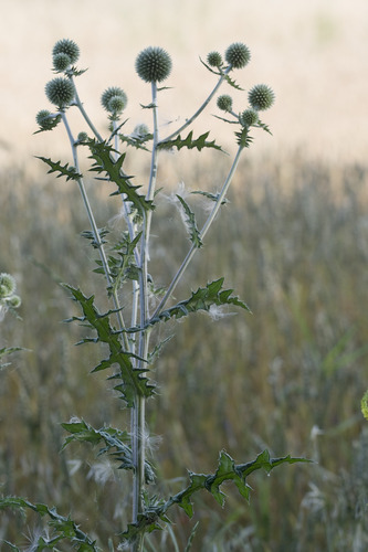 Echinops sphaerocephalus iNat (3)