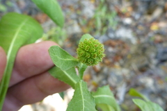 Sphaeranthus africanus