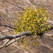 European Mistletoe - Photo (c) Vladimir Tkalčić, some rights reserved (CC BY-NC)