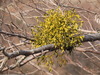 European Mistletoe - Photo (c) Vladimir Tkalčić, some rights reserved (CC BY-NC), uploaded by Vladimir Tkalčić