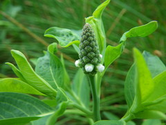 Sphenoclea zeylanica