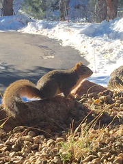 Sciurus niger rufiventer