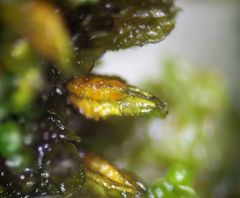 Periantria frullaniae