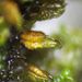 Periantria frullaniae - Photo (c) George Greiff, algunos derechos reservados (CC BY), subido por George Greiff