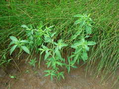 Sphenoclea zeylanica