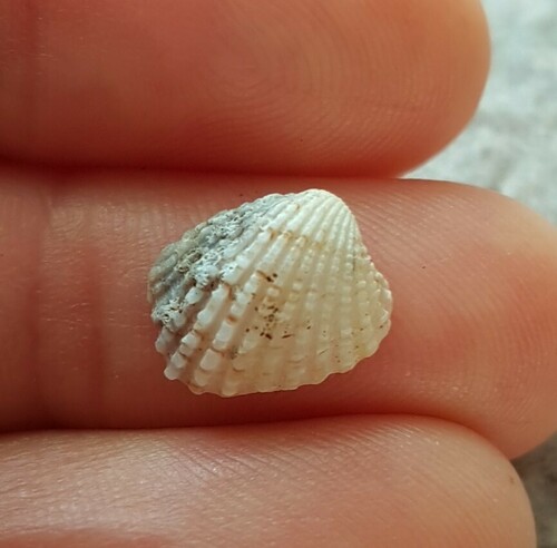 Glans trapezia