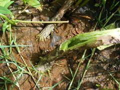 Sphenoclea zeylanica
