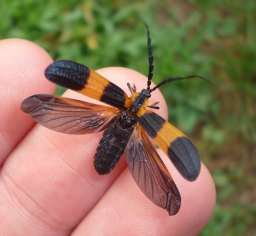 Reticulated Net-winged Beetle photo 3