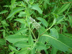 Sphenoclea zeylanica