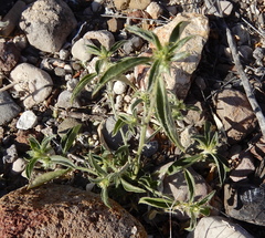 Ditaxis serrata