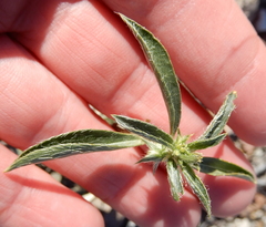 Ditaxis serrata