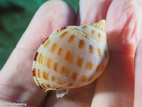 Semicassis saburon