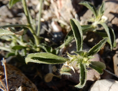 Ditaxis serrata