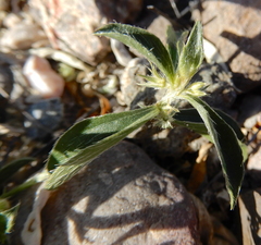 Ditaxis serrata