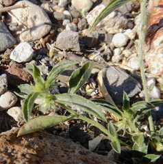 Ditaxis serrata
