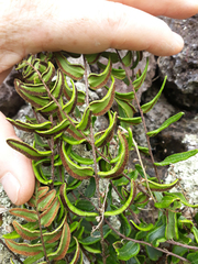 Pellaea calidirupium