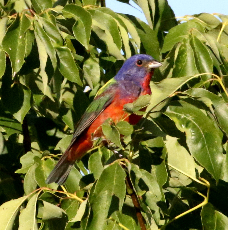 Painted Bunting From Wise County TX USA On July 7 2023 At 07 45 AM   Large 