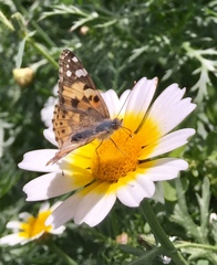Vanessa cardui
