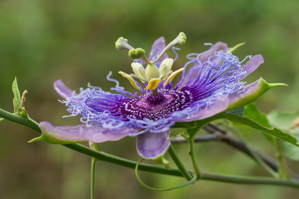 Passiflora Incense From West Arlington Arlington Tx Usa On July At Am By