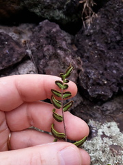 Pellaea calidirupium