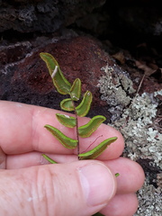 Pellaea calidirupium