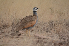 Eupodotis caerulescens