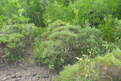 Tecticornia indica