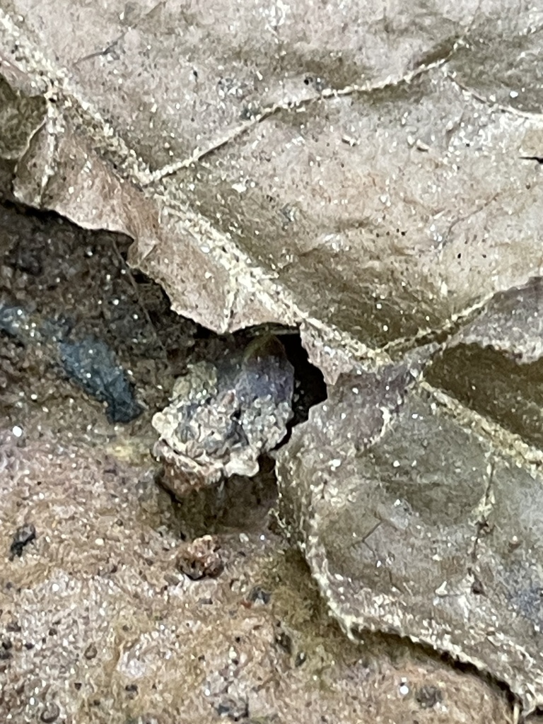 Big-eyed Toad Bug from Macon, GA, US on July 7, 2023 at 11:51 AM by ...