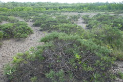 Tecticornia indica