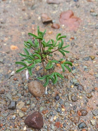 Oxalis primuloides (Oxalis primuloides)