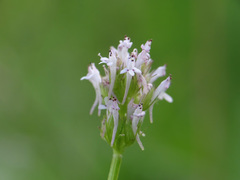 Plectritis ciliosa