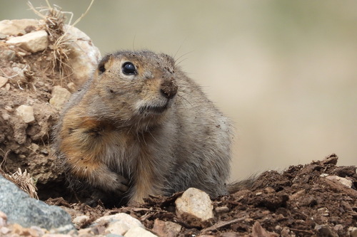 Long-tailed Ground Squirrel