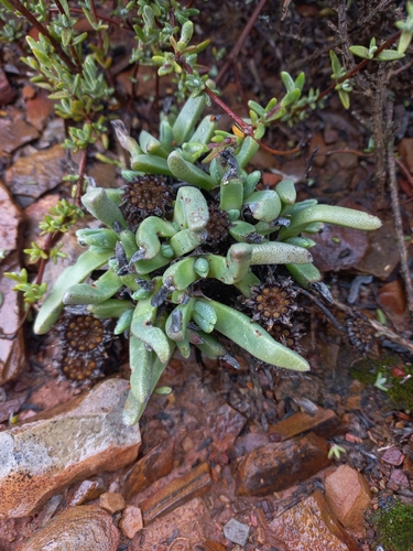 Cheiridopsis namaquensis