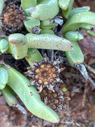 Cheiridopsis namaquensis