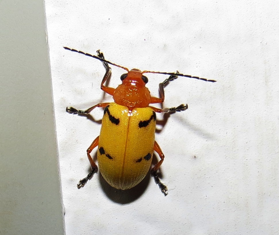 Metaxyonycha parallela