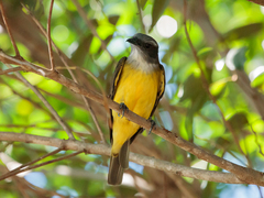 Sulphury Flycatcher photo 3