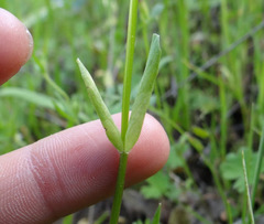 Plectritis ciliosa