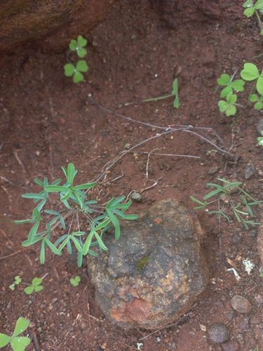 Oxalis primuloides (Oxalis primuloides)