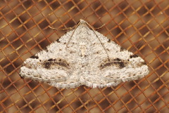 Digrammia pictipennata