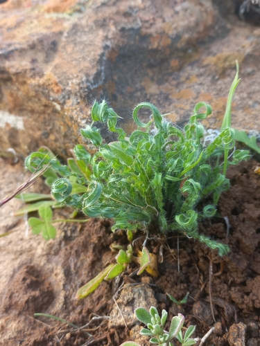 Image of Babiana crispa by (c) Brian du Preez, some rights reserved (CC BY-SA)