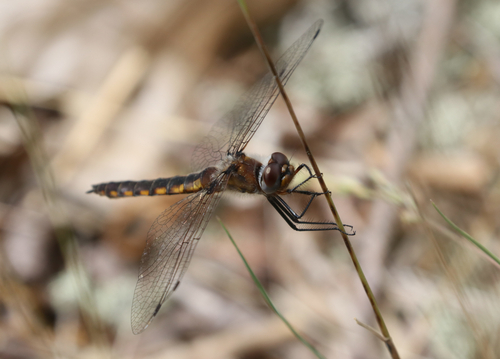 Mantled Baskettail photo 4