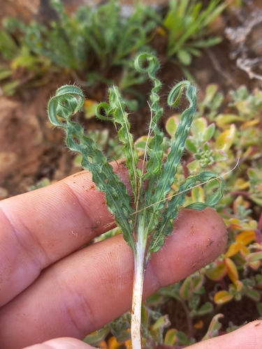 Image of Babiana crispa by (c) Brian du Preez, some rights reserved (CC BY-SA)