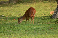 Cephalophorus natalensis natalensis