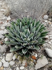 Agave nickelsiae