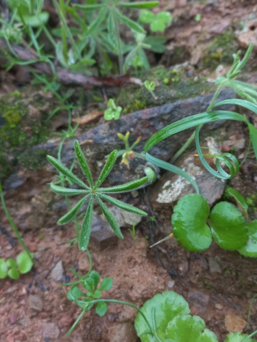 Oxalis carolina (Oxalis carolina)