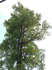 Ulmus thomasii
